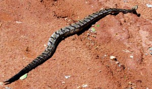 Crotalus horridus, adult Canebrake Rattlesnake I took the photo using a Nikon D50 07-04-08. Taken from Wikipedia under Creative Commons Attribution-Share Alike 3.0 License. Author: MagiaLuna.