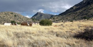 The Life, and Death, of a Rancher