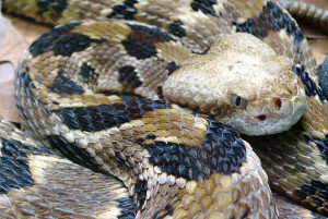  Crotalus horridus Author: Tim Vickers 